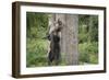 Brown Bear (Ursus Arctos), Finland, Scandinavia, Europe-Janette Hill-Framed Photographic Print