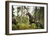 Brown Bear (Ursus Arctos), Finland, Scandinavia, Europe-Janette Hill-Framed Photographic Print