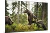 Brown Bear (Ursus Arctos), Finland, Scandinavia, Europe-Janette Hill-Mounted Photographic Print