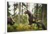 Brown Bear (Ursus Arctos), Finland, Scandinavia, Europe-Janette Hill-Framed Photographic Print