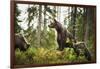 Brown Bear (Ursus Arctos), Finland, Scandinavia, Europe-Janette Hill-Framed Photographic Print