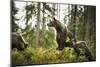 Brown Bear (Ursus Arctos), Finland, Scandinavia, Europe-Janette Hill-Mounted Premium Photographic Print