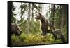 Brown Bear (Ursus Arctos), Finland, Scandinavia, Europe-Janette Hill-Framed Stretched Canvas