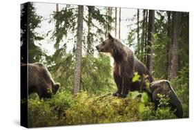 Brown Bear (Ursus Arctos), Finland, Scandinavia, Europe-Janette Hill-Stretched Canvas