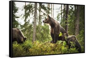 Brown Bear (Ursus Arctos), Finland, Scandinavia, Europe-Janette Hill-Framed Stretched Canvas