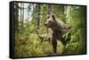 Brown bear (Ursus Arctos), Finland, Scandinavia, Europe-Janette Hill-Framed Stretched Canvas