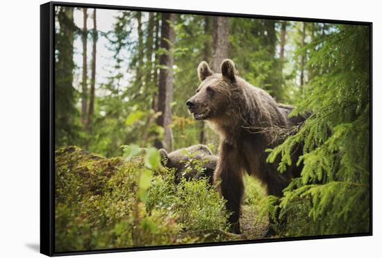 Brown bear (Ursus Arctos), Finland, Scandinavia, Europe-Janette Hill-Framed Stretched Canvas