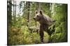 Brown bear (Ursus Arctos), Finland, Scandinavia, Europe-Janette Hill-Stretched Canvas