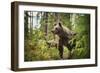 Brown bear (Ursus Arctos), Finland, Scandinavia, Europe-Janette Hill-Framed Photographic Print