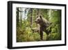 Brown bear (Ursus Arctos), Finland, Scandinavia, Europe-Janette Hill-Framed Photographic Print