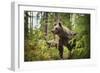 Brown bear (Ursus Arctos), Finland, Scandinavia, Europe-Janette Hill-Framed Photographic Print