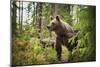 Brown bear (Ursus Arctos), Finland, Scandinavia, Europe-Janette Hill-Mounted Photographic Print