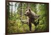 Brown bear (Ursus Arctos), Finland, Scandinavia, Europe-Janette Hill-Framed Photographic Print