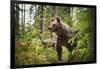 Brown bear (Ursus Arctos), Finland, Scandinavia, Europe-Janette Hill-Framed Photographic Print