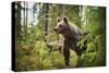 Brown bear (Ursus Arctos), Finland, Scandinavia, Europe-Janette Hill-Stretched Canvas