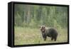 Brown bear (Ursus arctos), Finland, Scandinavia, Europe-Janette Hill-Framed Stretched Canvas