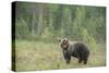 Brown bear (Ursus arctos), Finland, Scandinavia, Europe-Janette Hill-Stretched Canvas