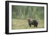 Brown bear (Ursus arctos), Finland, Scandinavia, Europe-Janette Hill-Framed Photographic Print