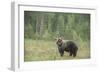 Brown bear (Ursus arctos), Finland, Scandinavia, Europe-Janette Hill-Framed Photographic Print