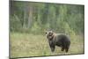 Brown bear (Ursus arctos), Finland, Scandinavia, Europe-Janette Hill-Mounted Photographic Print