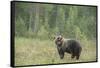 Brown bear (Ursus arctos), Finland, Scandinavia, Europe-Janette Hill-Framed Stretched Canvas