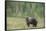 Brown bear (Ursus arctos), Finland, Scandinavia, Europe-Janette Hill-Framed Stretched Canvas