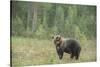 Brown bear (Ursus arctos), Finland, Scandinavia, Europe-Janette Hill-Stretched Canvas