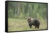 Brown bear (Ursus arctos), Finland, Scandinavia, Europe-Janette Hill-Framed Stretched Canvas