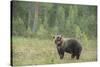 Brown bear (Ursus arctos), Finland, Scandinavia, Europe-Janette Hill-Stretched Canvas