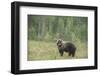 Brown bear (Ursus arctos), Finland, Scandinavia, Europe-Janette Hill-Framed Photographic Print