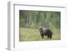 Brown bear (Ursus arctos), Finland, Scandinavia, Europe-Janette Hill-Framed Photographic Print
