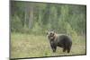 Brown bear (Ursus arctos), Finland, Scandinavia, Europe-Janette Hill-Mounted Photographic Print