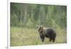 Brown bear (Ursus arctos), Finland, Scandinavia, Europe-Janette Hill-Framed Photographic Print