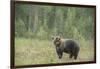 Brown bear (Ursus arctos), Finland, Scandinavia, Europe-Janette Hill-Framed Photographic Print