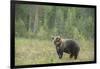 Brown bear (Ursus arctos), Finland, Scandinavia, Europe-Janette Hill-Framed Photographic Print
