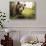 Brown Bear (Ursus Arctos), Finland, Scandinavia, Europe-Janette Hill-Stretched Canvas displayed on a wall