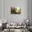 Brown Bear (Ursus Arctos), Finland, Scandinavia, Europe-Janette Hill-Stretched Canvas displayed on a wall