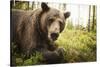 Brown Bear (Ursus Arctos), Finland, Scandinavia, Europe-Janette Hill-Stretched Canvas