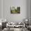 Brown Bear (Ursus Arctos), Finland, Scandinavia, Europe-Janette Hill-Stretched Canvas displayed on a wall