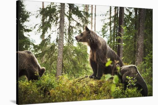 Brown Bear (Ursus Arctos), Finland, Scandinavia, Europe-Janette Hill-Stretched Canvas