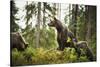 Brown Bear (Ursus Arctos), Finland, Scandinavia, Europe-Janette Hill-Stretched Canvas