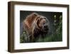 Brown-Bear, Ursus Arctos, Fur, Wet, Shakes-Ronald Wittek-Framed Premium Photographic Print