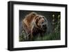 Brown-Bear, Ursus Arctos, Fur, Wet, Shakes-Ronald Wittek-Framed Premium Photographic Print