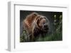 Brown-Bear, Ursus Arctos, Fur, Wet, Shakes-Ronald Wittek-Framed Premium Photographic Print