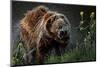 Brown-Bear, Ursus Arctos, Fur, Wet, Shakes-Ronald Wittek-Mounted Premium Photographic Print