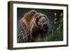 Brown-Bear, Ursus Arctos, Fur, Wet, Shakes-Ronald Wittek-Framed Photographic Print