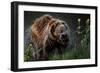 Brown-Bear, Ursus Arctos, Fur, Wet, Shakes-Ronald Wittek-Framed Photographic Print