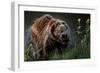 Brown-Bear, Ursus Arctos, Fur, Wet, Shakes-Ronald Wittek-Framed Photographic Print