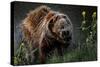 Brown-Bear, Ursus Arctos, Fur, Wet, Shakes-Ronald Wittek-Stretched Canvas