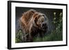 Brown-Bear, Ursus Arctos, Fur, Wet, Shakes-Ronald Wittek-Framed Photographic Print